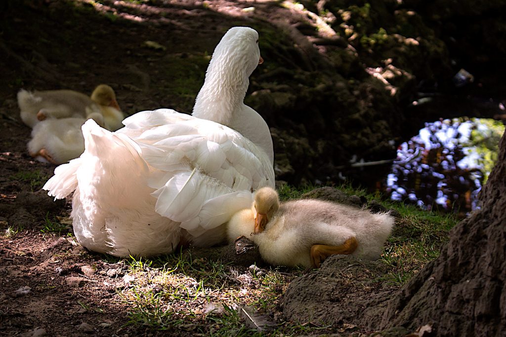 madre pato con su bebé pato